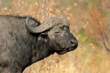 simsearch:400-04429348,k - Portrait of an African buffalo (Syncerus caffer) , Kruger National Park, South Africa Stockbilder - Microstock & Abonnement, Bildnummer: 400-03911236