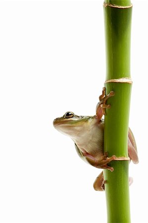 simsearch:400-03940235,k - frog on green bamboo, macro isolated on white Photographie de stock - Aubaine LD & Abonnement, Code: 400-03911260