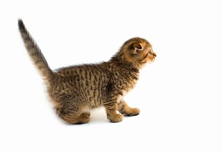 simsearch:400-03939005,k - Little playful kitten isolated on white background Foto de stock - Royalty-Free Super Valor e Assinatura, Número: 400-03911500