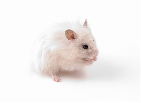 simsearch:400-03921833,k - White (creamy) hamster isolated on white background Photographie de stock - Aubaine LD & Abonnement, Code: 400-03912251