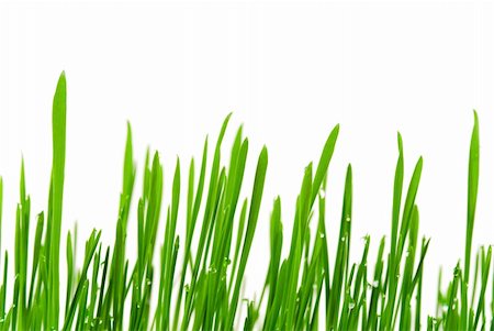 simsearch:6102-08184098,k - Fresh grass with dew drops isolated on white Foto de stock - Super Valor sin royalties y Suscripción, Código: 400-03912278