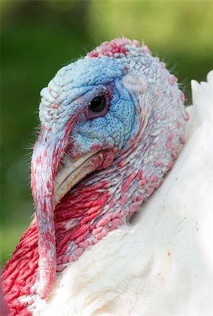 Dangerous white adult turkey is getting angry Foto de stock - Royalty-Free Super Valor e Assinatura, Número: 400-03912302