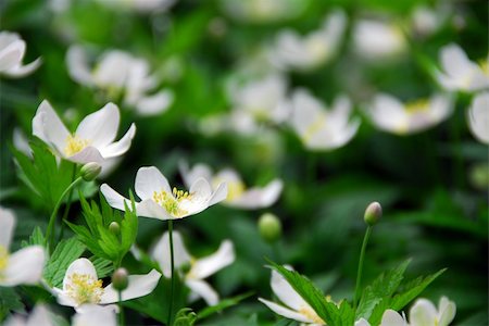 simsearch:400-03911104,k - Spring wild flowers wood anemones close up Photographie de stock - Aubaine LD & Abonnement, Code: 400-03912358