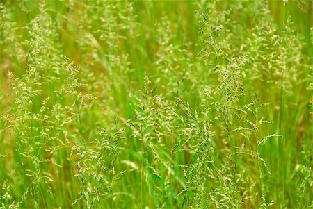 simsearch:400-07830872,k - Background of tall green grass growing in a meadow Stock Photo - Budget Royalty-Free & Subscription, Code: 400-03912367
