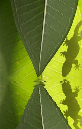 simsearch:400-04914866,k - Gecko silhouette on green leaves with water reflection Stock Photo - Budget Royalty-Free & Subscription, Code: 400-03912408