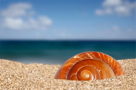 Close up of conch on sandy beach with sky background Stock Photo - Budget Royalty-Free & Subscription, Code: 400-03912487