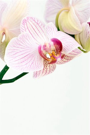 simsearch:633-01573498,k - A pink orchid set against a plain background Foto de stock - Super Valor sin royalties y Suscripción, Código: 400-03912514