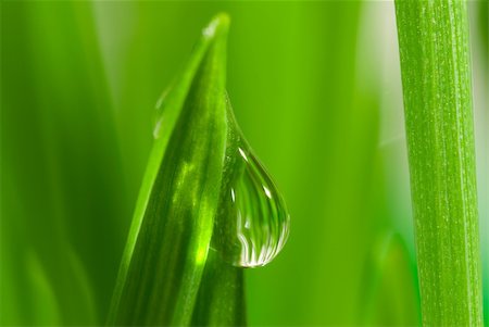simsearch:400-04885204,k - Fresh grass with dew drops close up Photographie de stock - Aubaine LD & Abonnement, Code: 400-03912524