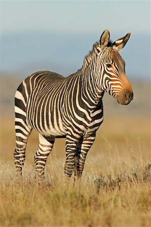 Endangered Cape Mountain Zebra (Equus zebra), Mountain Zebra National Park, South Africa Stock Photo - Budget Royalty-Free & Subscription, Code: 400-03912534