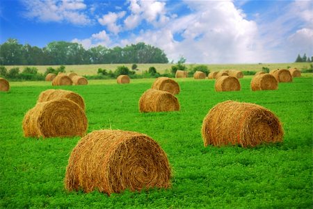 secale cerealein - Agricultural landscape of hay bales in a field Stock Photo - Budget Royalty-Free & Subscription, Code: 400-03912638
