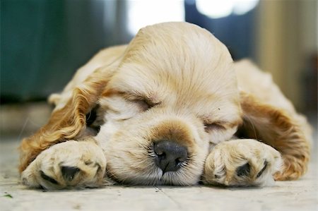 cute little puppy sleeping on the floor Stock Photo - Budget Royalty-Free & Subscription, Code: 400-03912949