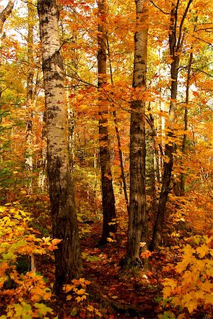 simsearch:6109-08944840,k - Golden fall forest with hiking trail Fotografie stock - Microstock e Abbonamento, Codice: 400-03912940