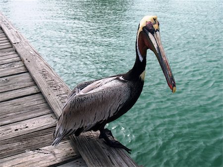 pélican brun - A pelican on the pier. Photographie de stock - Aubaine LD & Abonnement, Code: 400-03913040