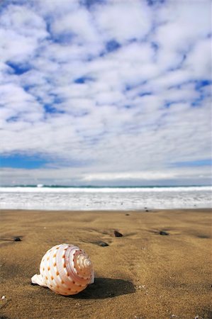 simsearch:400-04638537,k - Seashell on the seashore Photographie de stock - Aubaine LD & Abonnement, Code: 400-03913463