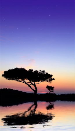 solitaire - Tree silhouette, against summery natural sunset in the Mediterranean island of Malta Stock Photo - Budget Royalty-Free & Subscription, Code: 400-03913663