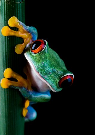 Frog - small animal with smooth skin and long legs that are used for jumping. Frogs live in or near water. / The Agalychnis callidryas, commonly know as the Red-eyed tree Frog is a small (50-75 mm / 2-3 inches) tree frog native to rainforests of Central America. Stock Photo - Budget Royalty-Free & Subscription, Code: 400-03913769