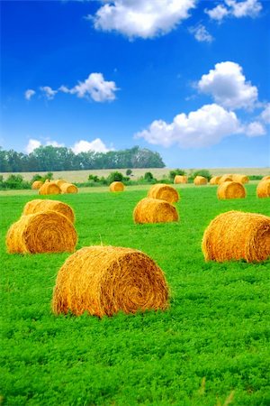 rye (grain) - Agricultural landscape of hay bales in a green field Stock Photo - Budget Royalty-Free & Subscription, Code: 400-03913824