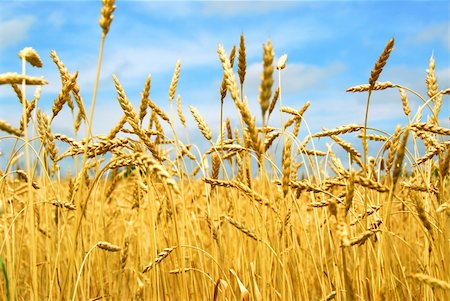 rye (grain) - Close up on grain ready for harvest growing in a farm field Stock Photo - Budget Royalty-Free & Subscription, Code: 400-03913827