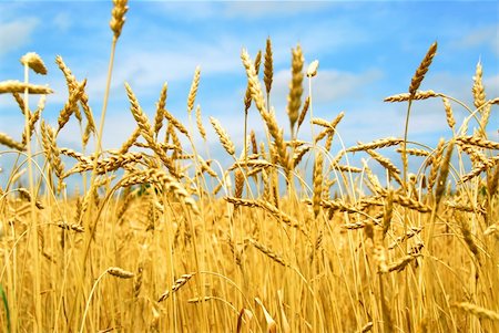 simsearch:640-02766761,k - Close up on grain ready for harvest growing in a farm field Photographie de stock - Aubaine LD & Abonnement, Code: 400-03913827