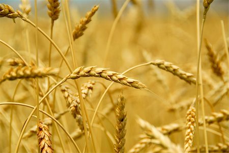 dried crop field - Grain ready for harvest growing in a farm field Foto de stock - Super Valor sin royalties y Suscripción, Código: 400-03913829