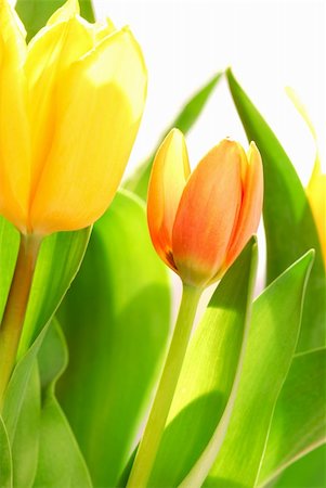 simsearch:400-03911104,k - Close up on fresh backlit tulips on white background Photographie de stock - Aubaine LD & Abonnement, Code: 400-03913838