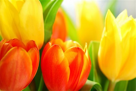 simsearch:400-04590632,k - Close up on fresh tulips bouquet in warm sunlight Stock Photo - Budget Royalty-Free & Subscription, Code: 400-03913840