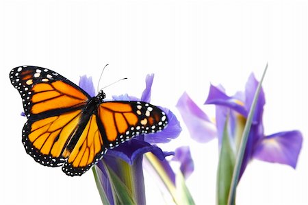 simsearch:700-06471346,k - Monarch butterfly on blue flowers with blue isris Stock Photo - Budget Royalty-Free & Subscription, Code: 400-03913908