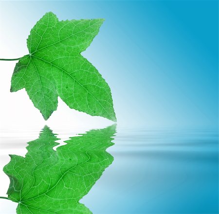 simsearch:400-03909565,k - Green leaf with detailed veins being reflected on smooth water. Stockbilder - Microstock & Abonnement, Bildnummer: 400-03913918