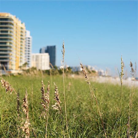 florida beach with hotel - Beach grass and beachfront buildings in Miami, Florida, USA. Photographie de stock - Aubaine LD & Abonnement, Code: 400-03924086