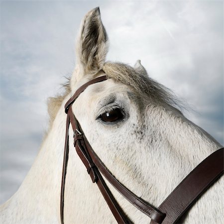 Close-up portrait of white flea-bitten horse wearing bridle. Stock Photo - Budget Royalty-Free & Subscription, Code: 400-03924122