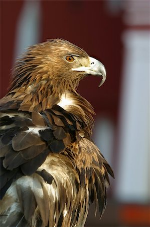 simsearch:400-08811874,k - Portrait of an eagle Foto de stock - Super Valor sin royalties y Suscripción, Código: 400-03924642