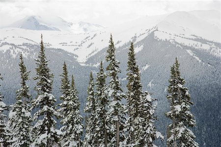 Snow covered trees in Whistler, Canada. Photographie de stock - Aubaine LD & Abonnement, Code: 400-03924764