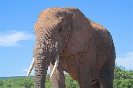 simsearch:400-04450374,k - African Elephant Foto de stock - Royalty-Free Super Valor e Assinatura, Número: 400-03924799