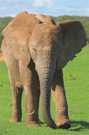 simsearch:400-04479869,k - Female Elephant Photographie de stock - Aubaine LD & Abonnement, Code: 400-03924801