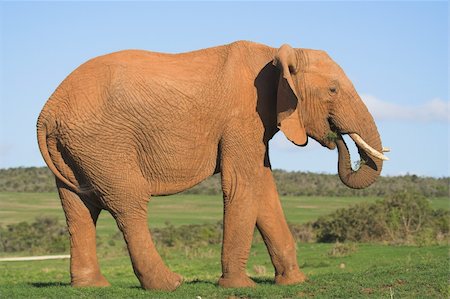 simsearch:400-04479869,k - African Elephant Photographie de stock - Aubaine LD & Abonnement, Code: 400-03924802