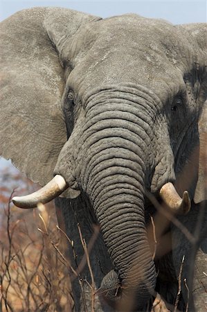 simsearch:400-04479869,k - Huge African Elephant bull feeding on the grass plains of Africa Photographie de stock - Aubaine LD & Abonnement, Code: 400-03924810