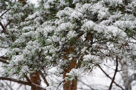 simsearch:6102-03826751,k - Winter wood. Snow on the Pine Branches Foto de stock - Super Valor sin royalties y Suscripción, Código: 400-03925375