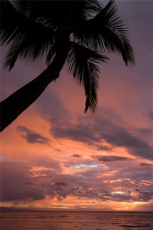 simsearch:625-01749938,k - Palm tree on coast silhouetted against glowing sunset in Maui Hawaii. Foto de stock - Super Valor sin royalties y Suscripción, Código: 400-03925526