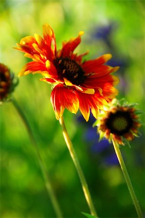 simsearch:622-06191339,k - Wildflowers indian blankets blooming in a sunlit green meadow Stock Photo - Budget Royalty-Free & Subscription, Code: 400-03926347