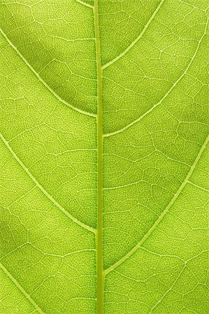 simsearch:600-02943379,k - Closeup of a leaf with back lighting Foto de stock - Royalty-Free Super Valor e Assinatura, Número: 400-03926372