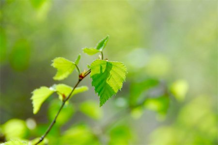 simsearch:633-06322489,k - Natural background of young green spring leaves Photographie de stock - Aubaine LD & Abonnement, Code: 400-03926806