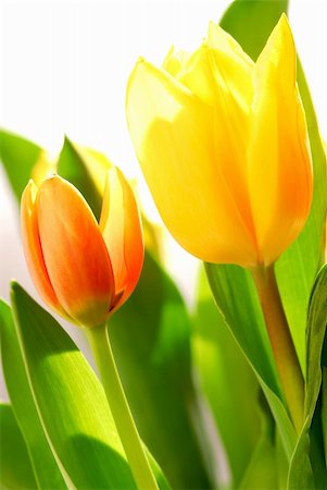 simsearch:400-03911104,k - Close up on fresh backlit tulips on white background Photographie de stock - Aubaine LD & Abonnement, Code: 400-03926811