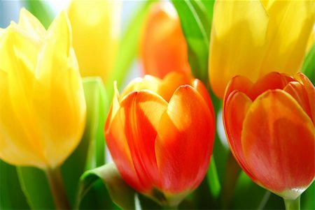 simsearch:400-03957427,k - Close up on fresh tulips bouquet in warm sunlight Foto de stock - Super Valor sin royalties y Suscripción, Código: 400-03926812