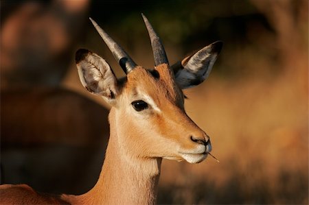 simsearch:400-03943811,k - Portrait of an immature impala, (Aepyceros melampus), Kruger National Park, South Africa Photographie de stock - Aubaine LD & Abonnement, Code: 400-03927045