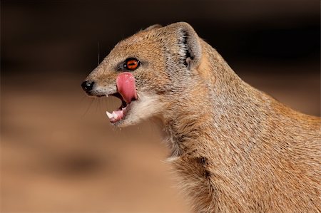 simsearch:400-04879400,k - Close-up of a yellow mongoose (Cynictus penicillata), Kalahari, South Africa Stock Photo - Budget Royalty-Free & Subscription, Code: 400-03927046