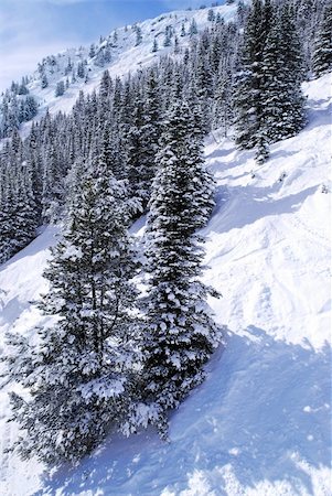 simsearch:400-05904919,k - Downhill skiing tracks among fir trees in winter Canadian Rocky mountains Stock Photo - Budget Royalty-Free & Subscription, Code: 400-03927092
