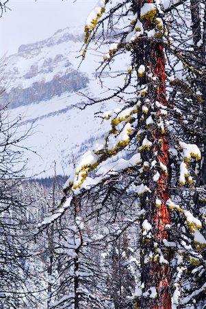 simsearch:400-04436466,k - Mountain landscape with eastern larch tree in the foreground in Canadian Rockies Stock Photo - Budget Royalty-Free & Subscription, Code: 400-03927101