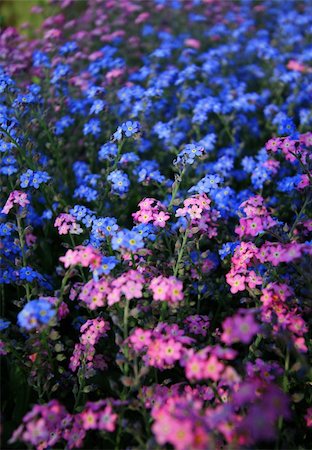 simsearch:400-06918933,k - Bright colored blue and pink spring flowers in a garden. Foto de stock - Super Valor sin royalties y Suscripción, Código: 400-03927439