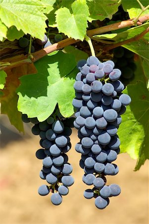 Black grapes on vine in alentejo. Stock Photo - Budget Royalty-Free & Subscription, Code: 400-03927521