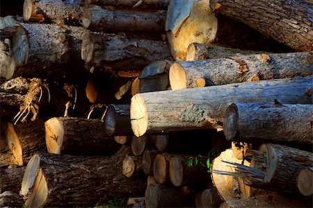 sawmill wood industry - Background of stacked logs lit by evening sun, side view Photographie de stock - Aubaine LD & Abonnement, Code: 400-03927746